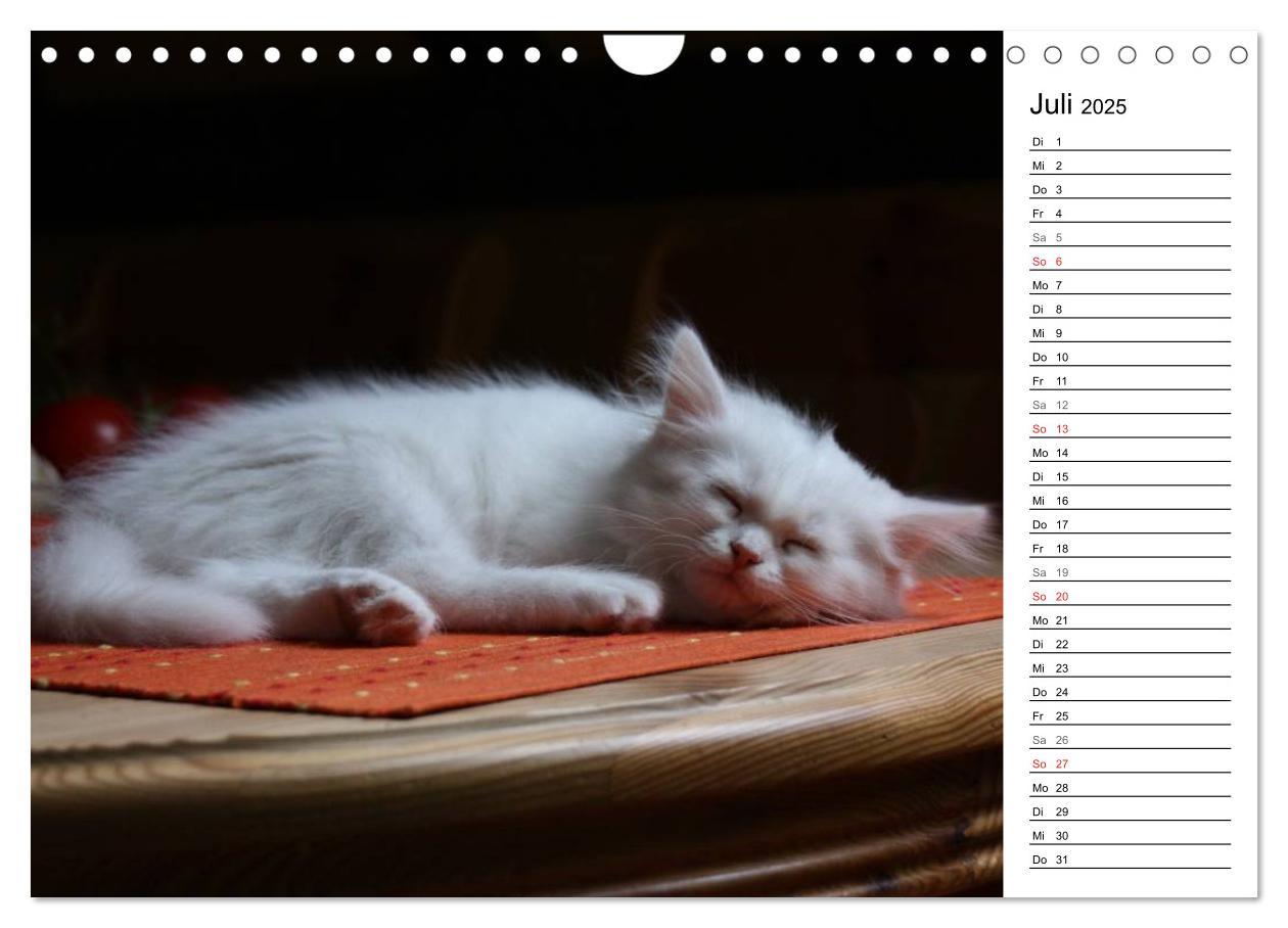 Bild: 9783435555758 | Aus der Kinderstube der Perserkatze (Wandkalender 2025 DIN A4...