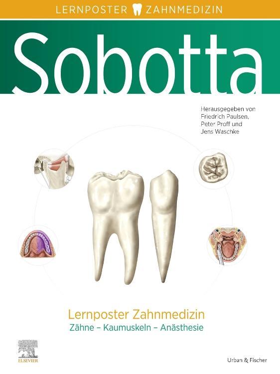 Cover: 9783437411779 | Sobotta Lernposter Zahnmedizin | Friedrich Paulsen (u. a.) | Poster