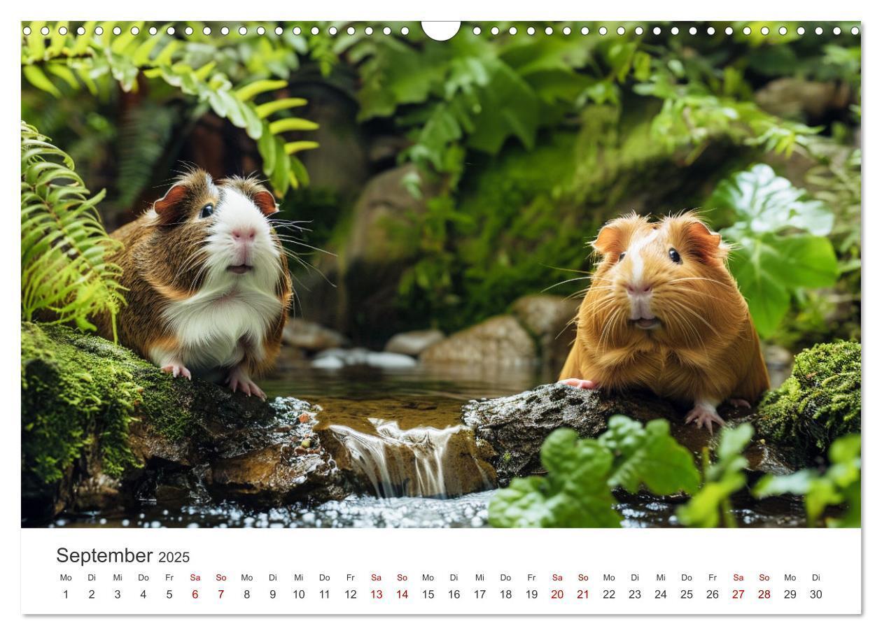 Bild: 9783383812293 | Wuschelbande - Ein Jahr voller Meerschweinchen (Wandkalender 2025...