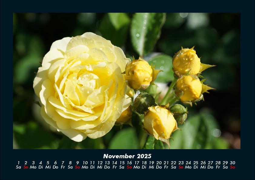 Bild: 9783755970637 | Rosen-Kalender 2025 Fotokalender DIN A4 | Tobias Becker | Kalender