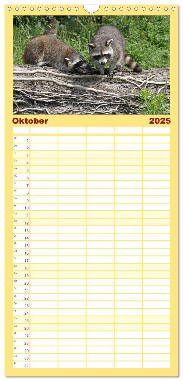 Bild: 9783457124765 | Familienplaner 2025 - Waschbären mit 5 Spalten (Wandkalender, 21 x...