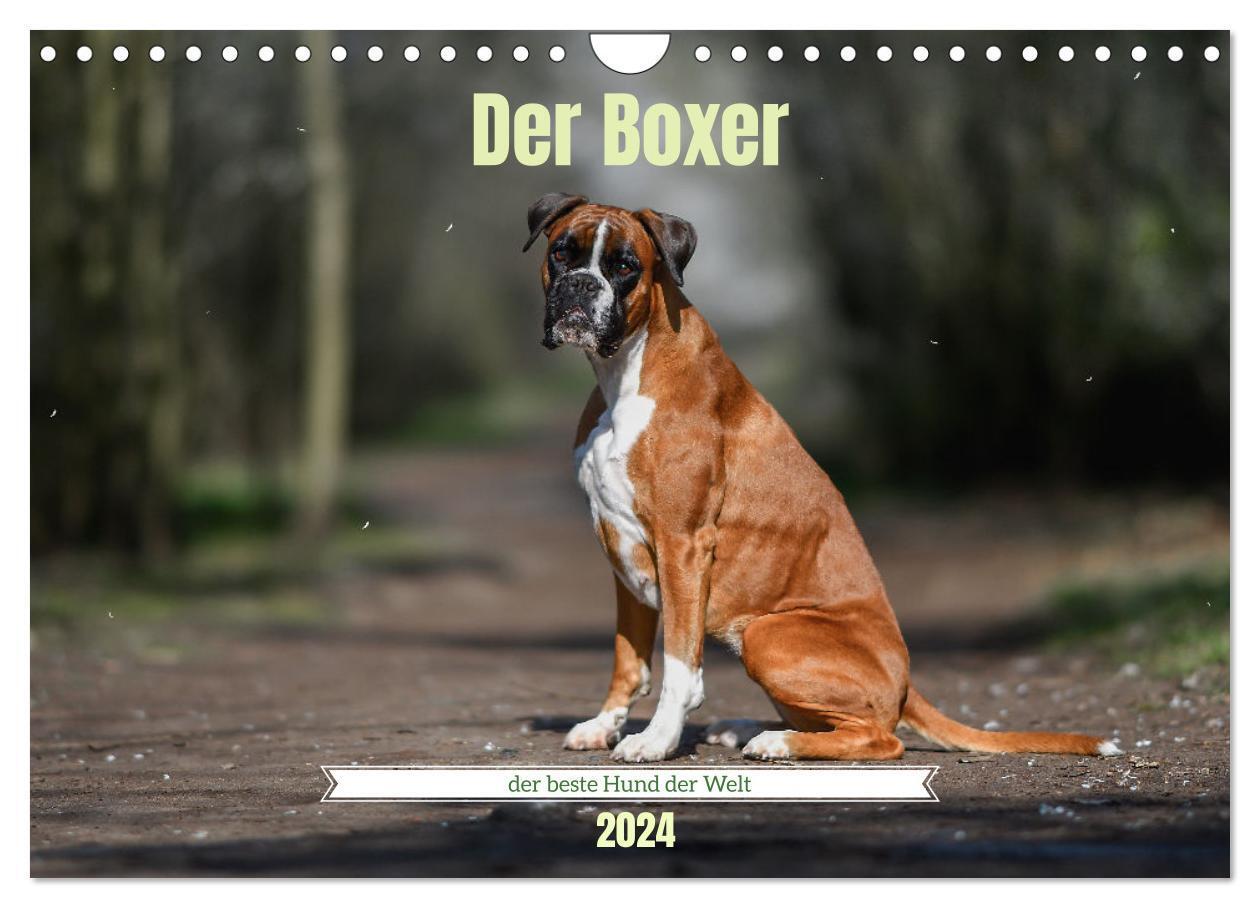 Cover: 9783675968011 | Der Boxer, der beste Hund der Welt (Wandkalender 2024 DIN A4 quer),...