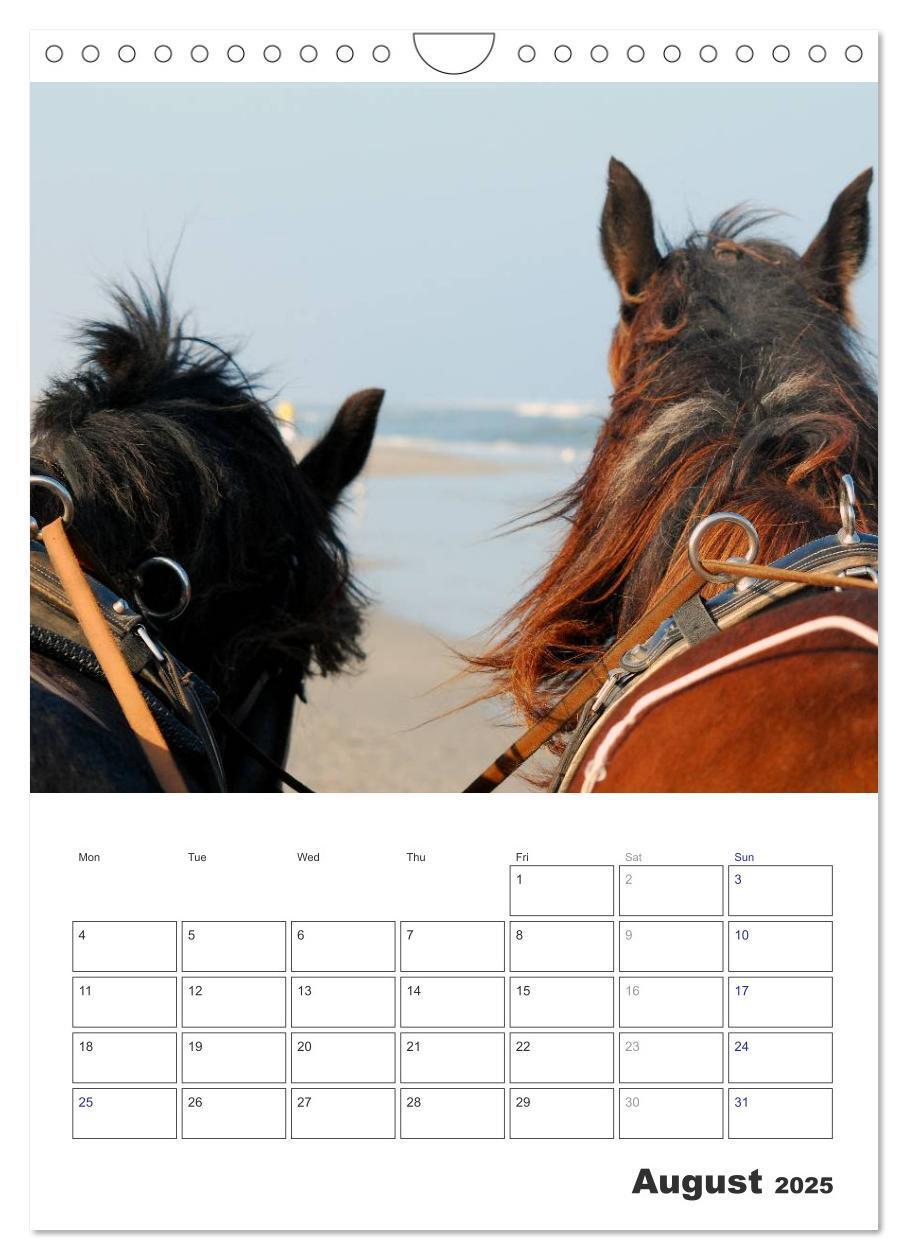 Bild: 9781325973057 | Shire Horses The Gentle Giants (Wall Calendar 2025 DIN A4...