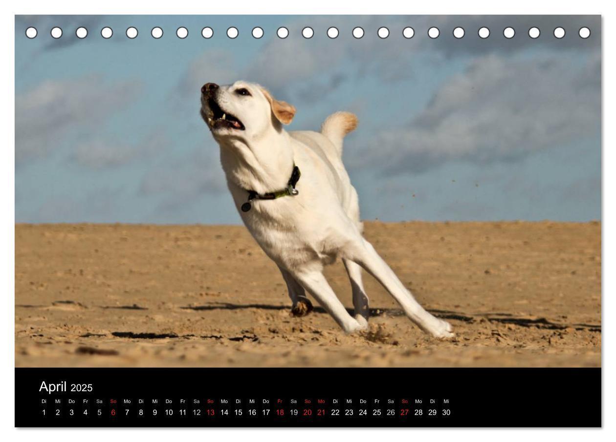 Bild: 9783435754830 | Labrador Retriever 2025 (Tischkalender 2025 DIN A5 quer), CALVENDO...