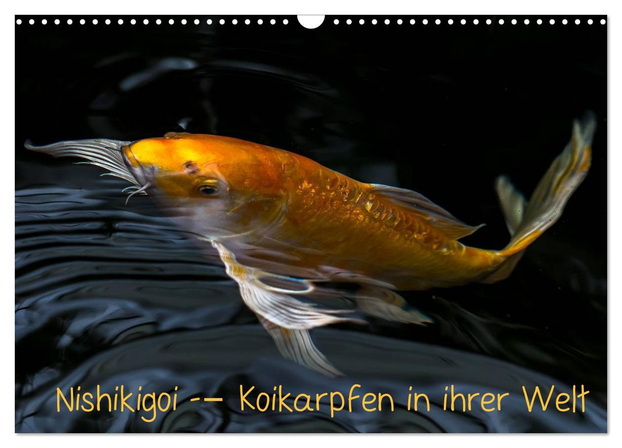 Cover: 9783435477739 | Nishikigoi ¿ Koikarpfen in ihrer Welt (Wandkalender 2025 DIN A3...