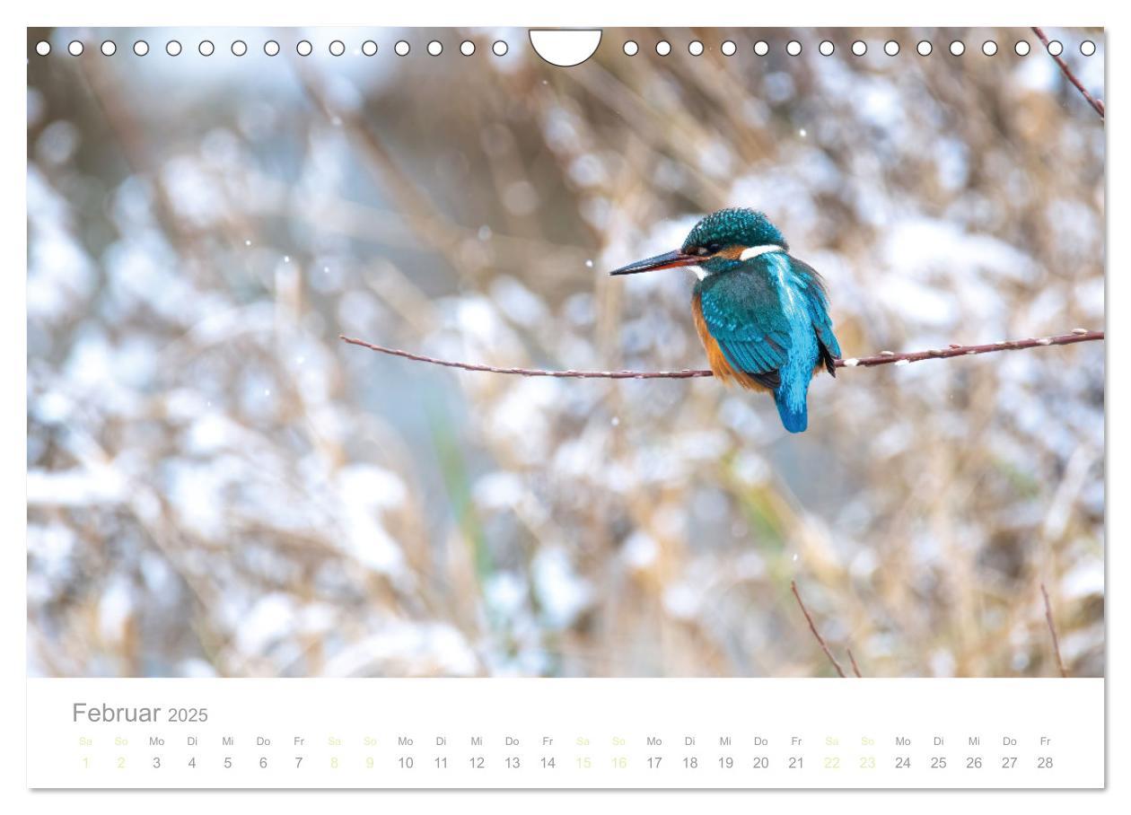 Bild: 9783435010301 | Eisvogel im Porträt (Wandkalender 2025 DIN A4 quer), CALVENDO...