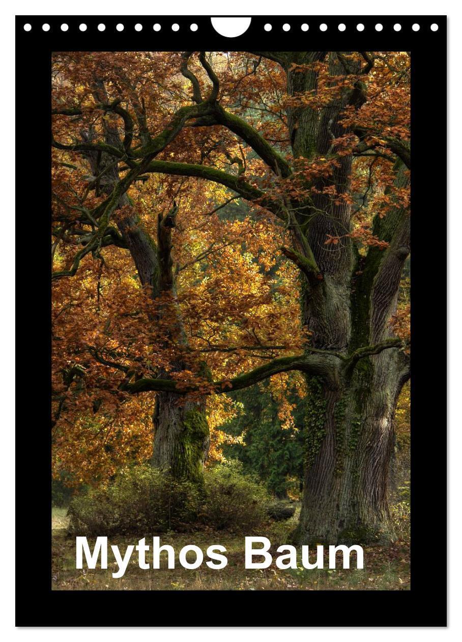 Cover: 9783457089279 | Mythos Baum / 2025 (Wandkalender 2025 DIN A4 hoch), CALVENDO...