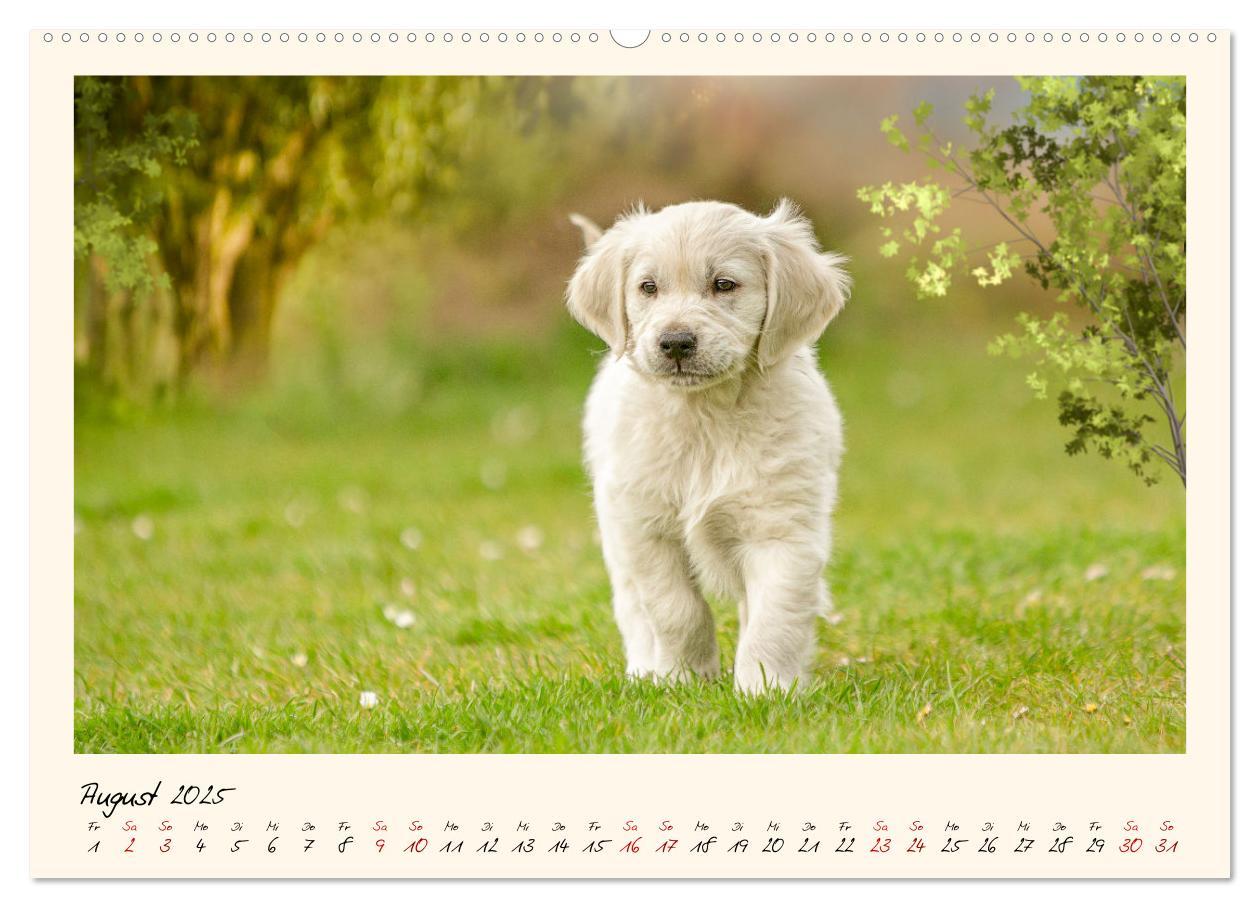 Bild: 9783383828355 | Golden Retriever... Herzenshunde (Wandkalender 2025 DIN A2 quer),...