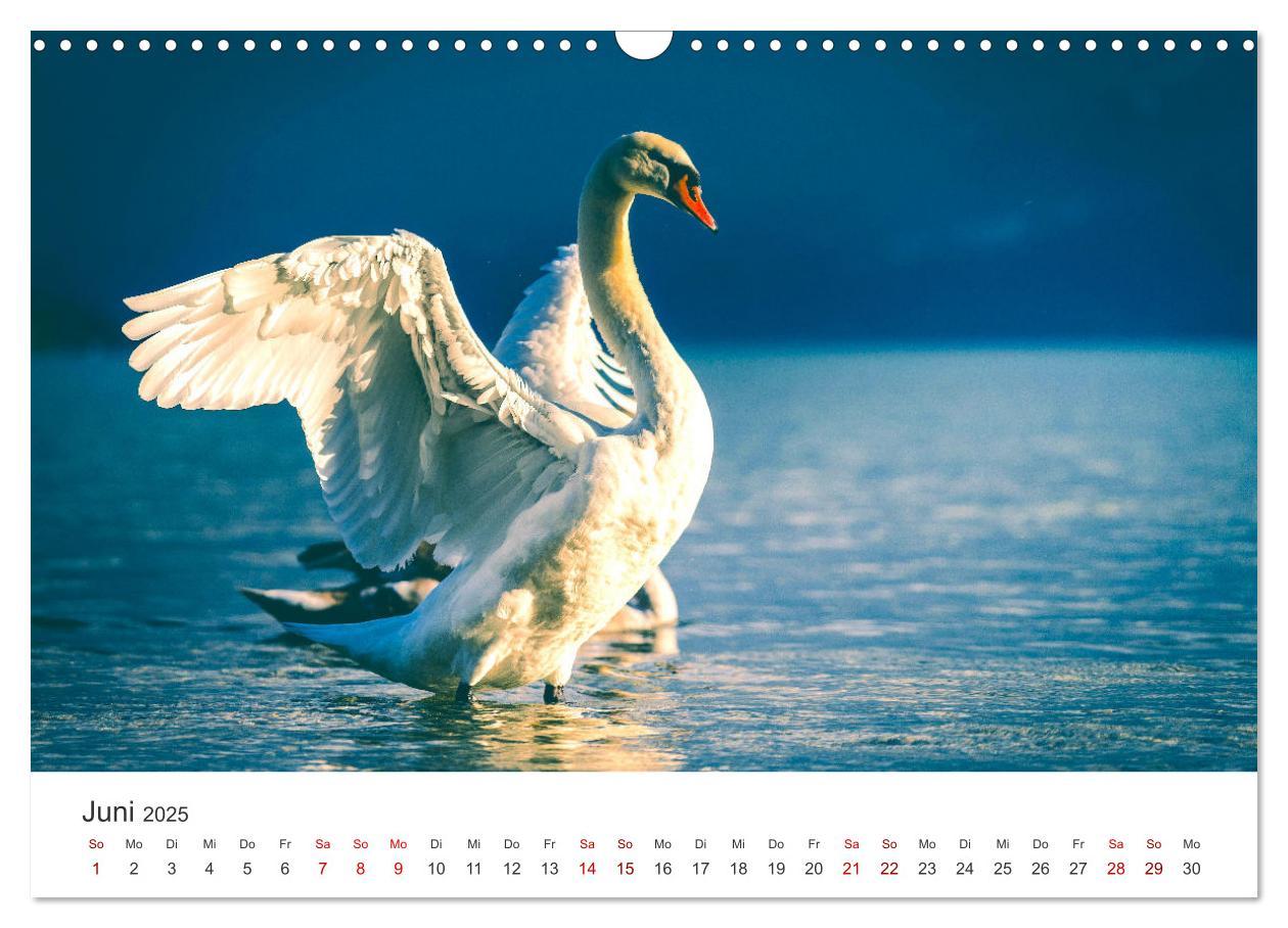 Bild: 9783383934452 | Schwäne - Prachtvolle Federkleider. (Wandkalender 2025 DIN A3...