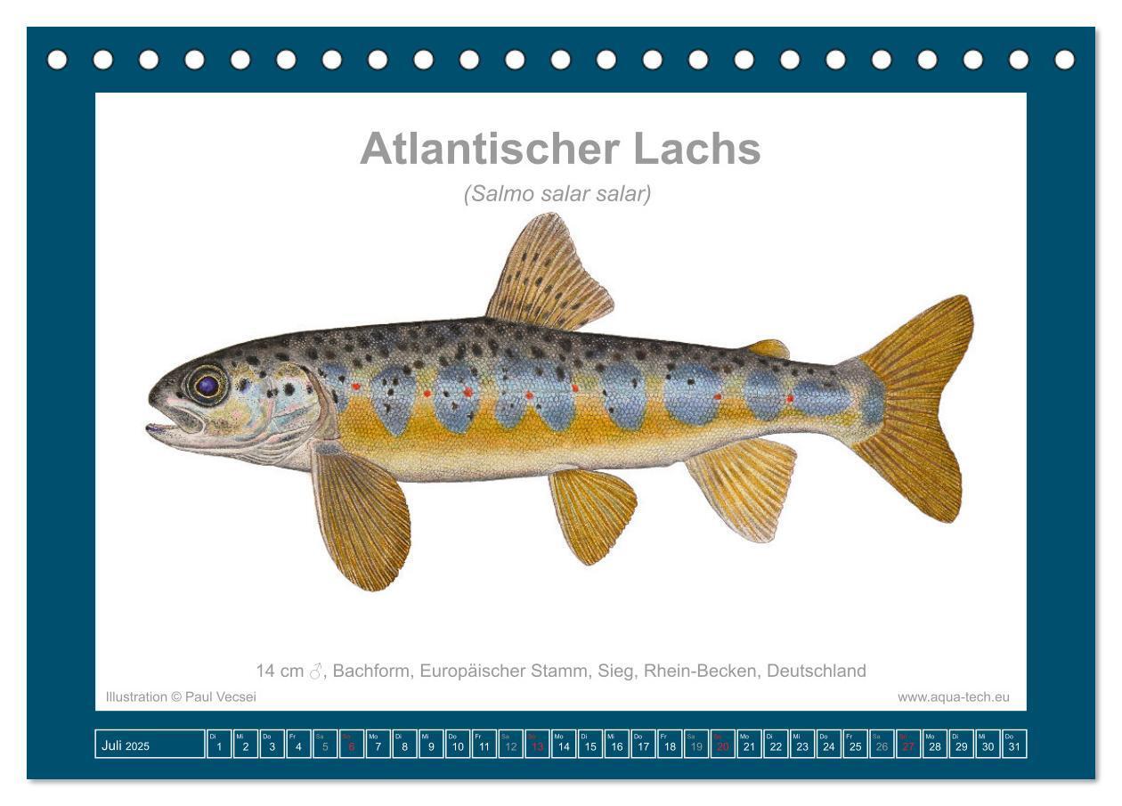 Bild: 9783383772559 | Fisch als Kunst 2025: Atlantische Lachse (Tischkalender 2025 DIN A5...