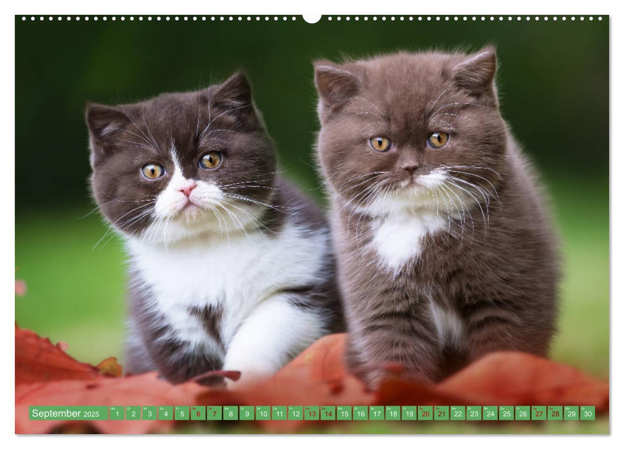 Bild: 9783435338290 | Katzenkinder - Britisch Kurzhaar (hochwertiger Premium Wandkalender...