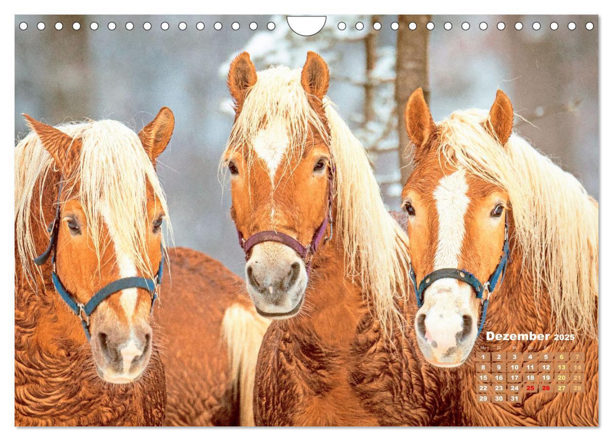 Bild: 9783457184974 | Haflinger: Die blonden Pferde von der Alm (Wandkalender 2025 DIN A4...