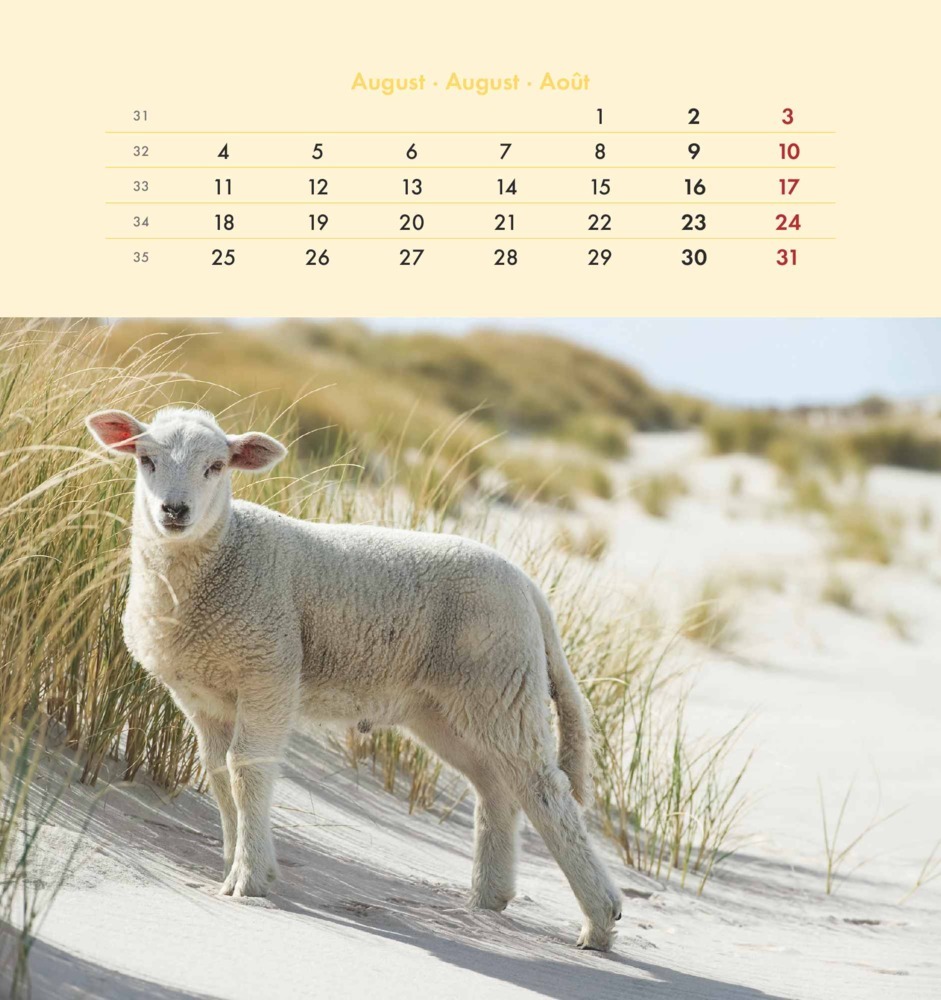 Bild: 4251732342333 | Alpha Edition - Seeblick 2025 Postkartenkalender, 12x17cm, Kalender...