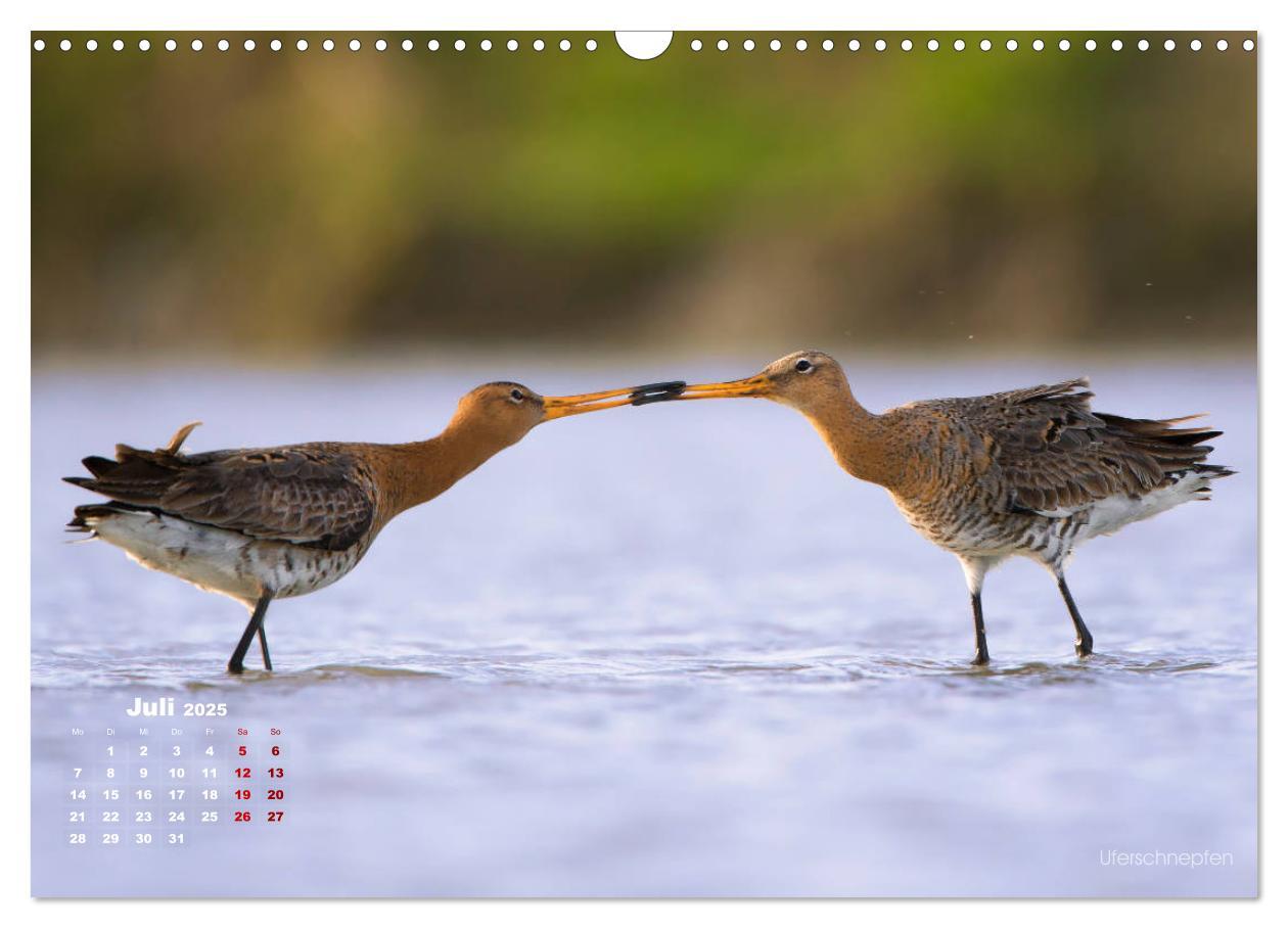 Bild: 9783435379859 | Wattvögel an der Friesischen IJsselmeerküste (Wandkalender 2025 DIN...