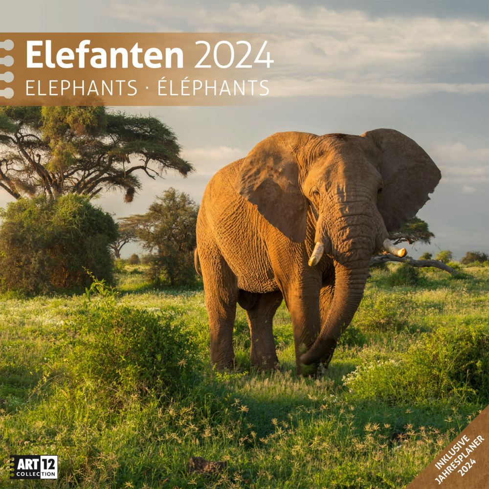 Cover: 9783838444284 | Elefanten Kalender 2024 - 30x30 | Ackermann Kunstverlag | Kalender