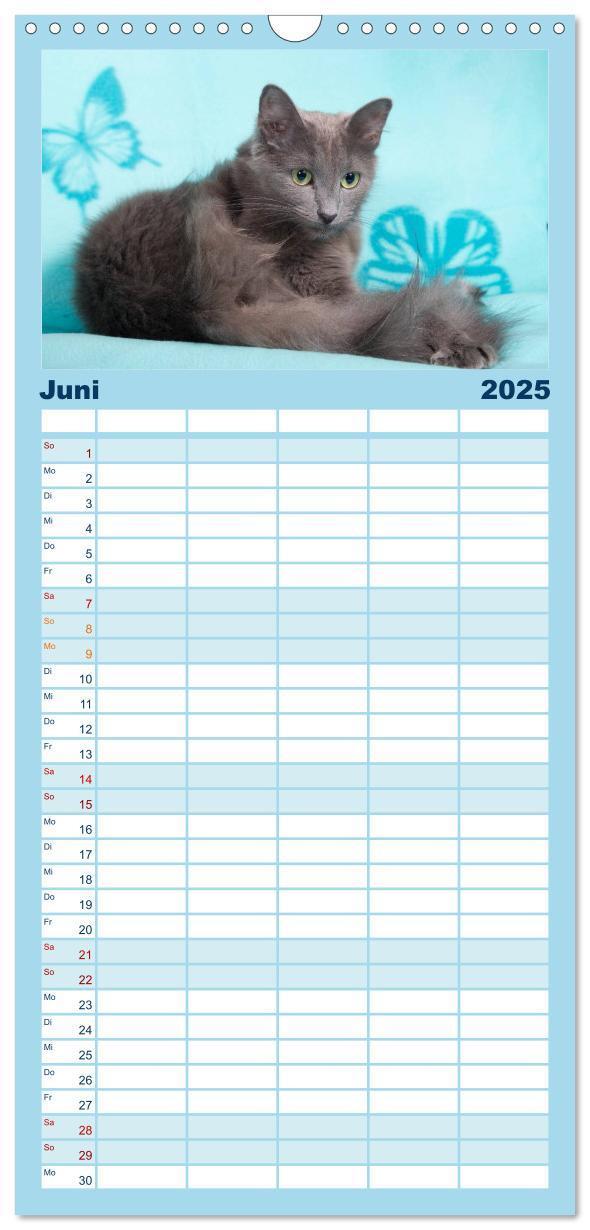 Bild: 9783457121764 | Familienplaner 2025 - Nebelung Katzen mit 5 Spalten (Wandkalender,...