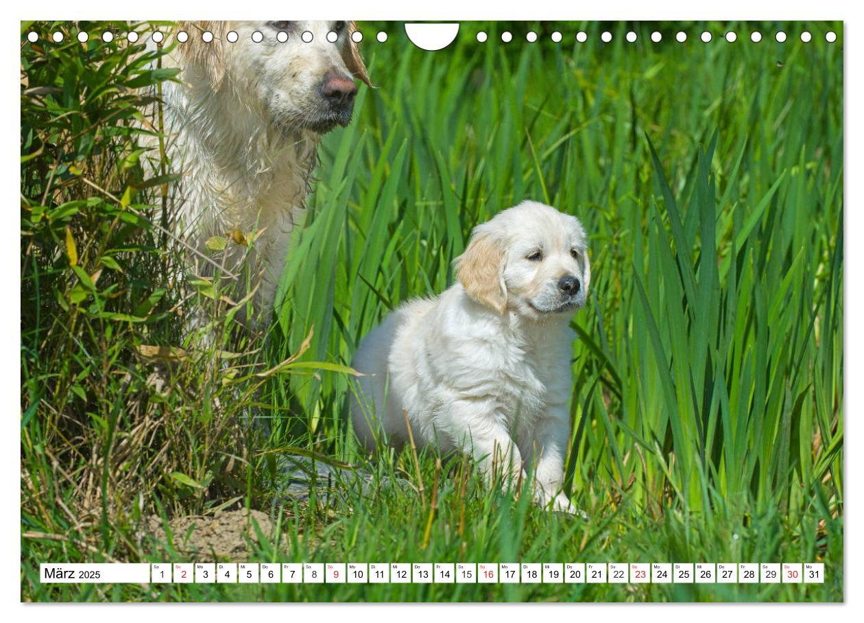 Bild: 9783435214181 | Goldige Herzensbrecher - Golden Retriever Welpen (Wandkalender 2025...