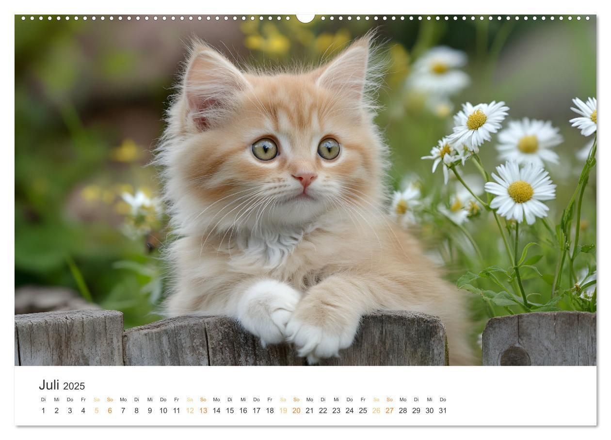 Bild: 9783457208014 | Zauberhafte Katzenbabys (Wandkalender 2025 DIN A2 quer), CALVENDO...