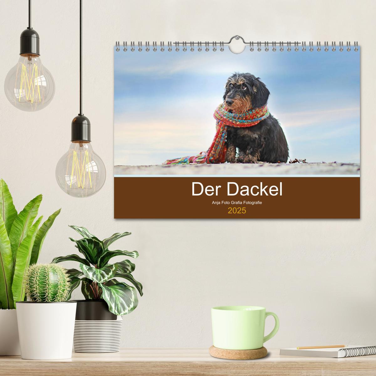 Bild: 9783457127926 | Der Dackel (Wandkalender 2025 DIN A4 quer), CALVENDO Monatskalender