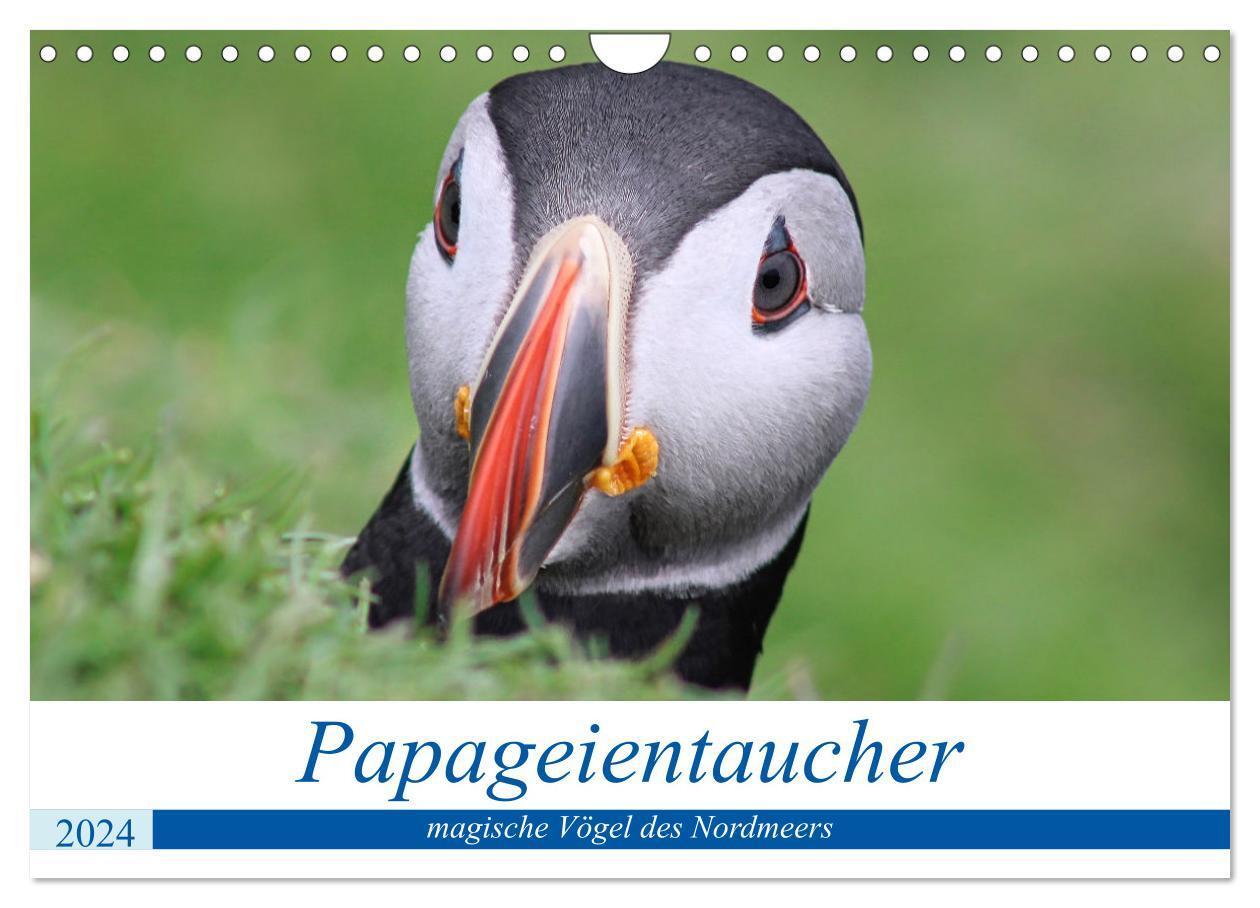 Cover: 9783675658448 | Papageientaucher 2024 - Magische Vögel des Nordmeers (Wandkalender...