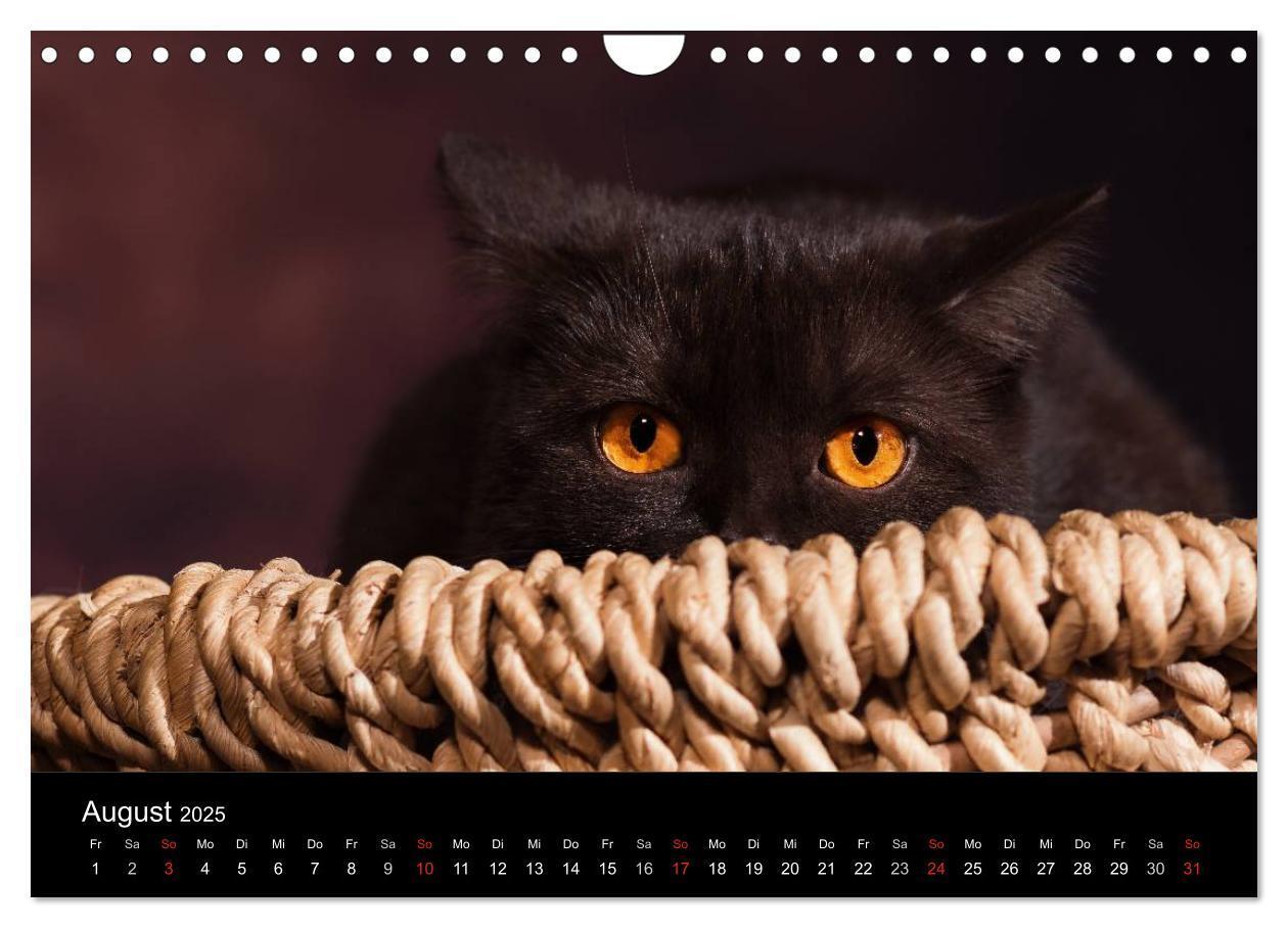 Bild: 9783435488506 | Schokoladige Britisch Kurzhaar Katzen (Wandkalender 2025 DIN A4...