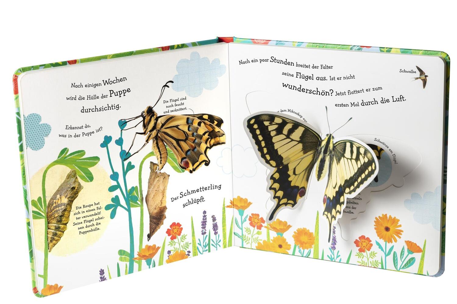Bild: 9783831036998 | Wie wird die Raupe zum Schmetterling? | Buch | runde Ecken und Klappen