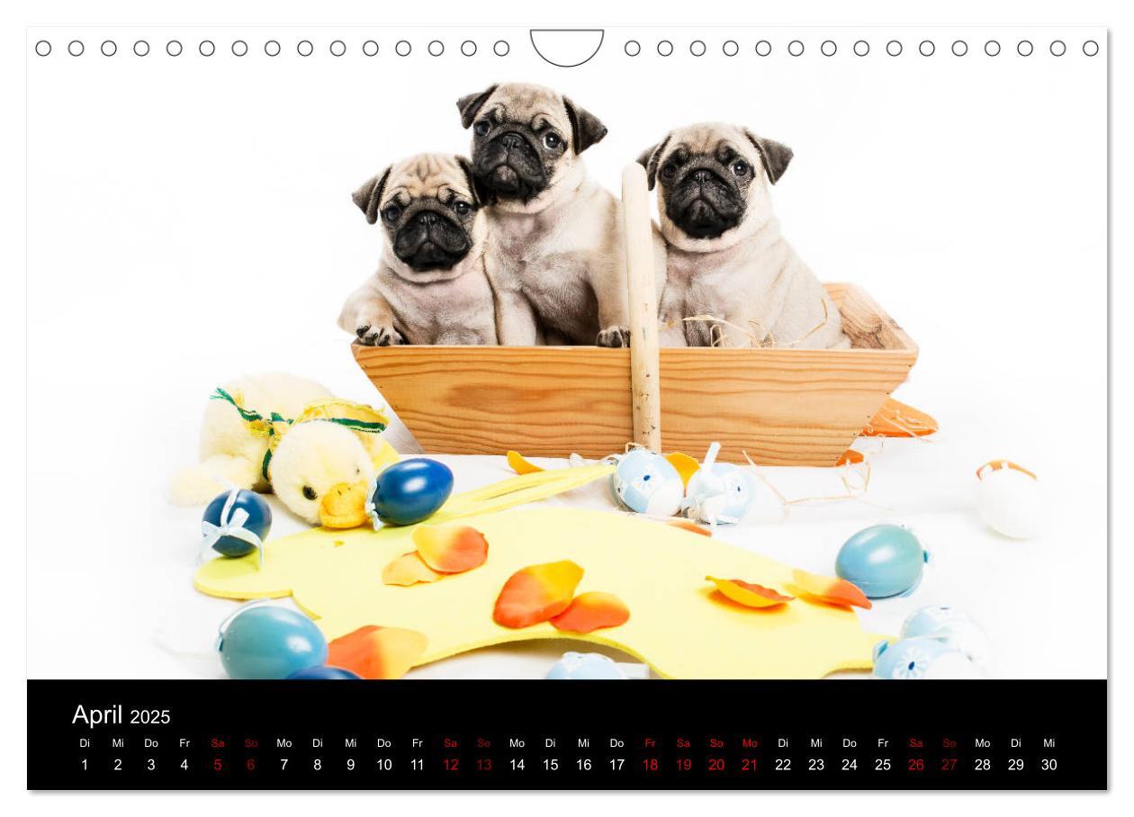 Bild: 9783435418428 | MÖPSE - tierische Momente im Fotostudio (Wandkalender 2025 DIN A4...