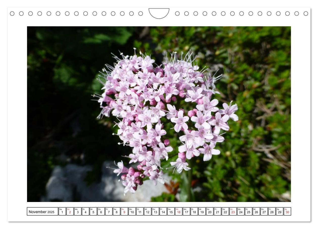 Bild: 9783435599516 | Alpenblumen. Bunte Welt in luftiger Höhe (Wandkalender 2025 DIN A4...