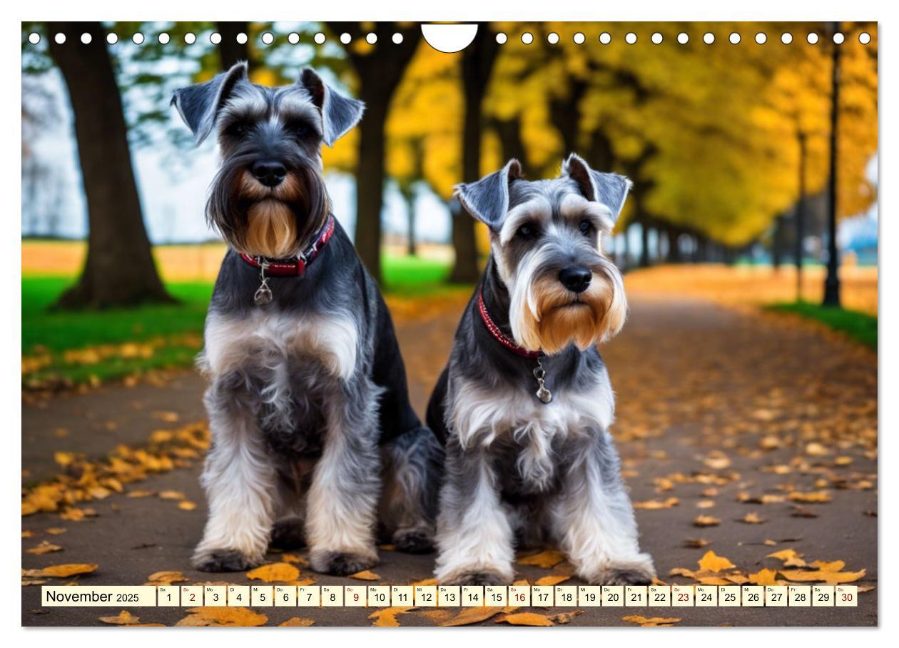 Bild: 9783457016145 | Schnauzer - vielseitige Allrounder (Wandkalender 2025 DIN A4 quer),...