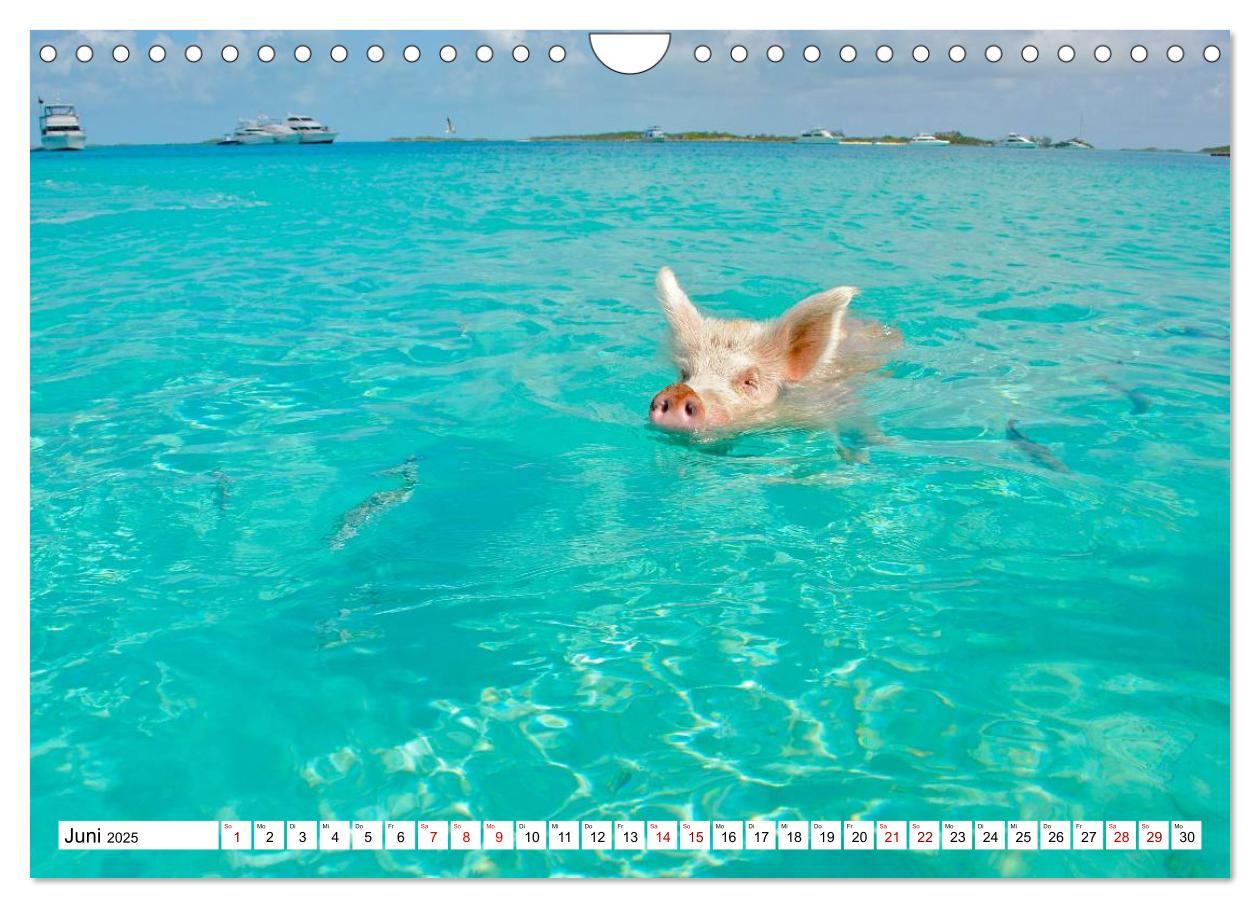 Bild: 9783435421459 | Schweine im Dauerurlaub auf den Bahamas! (Wandkalender 2025 DIN A4...