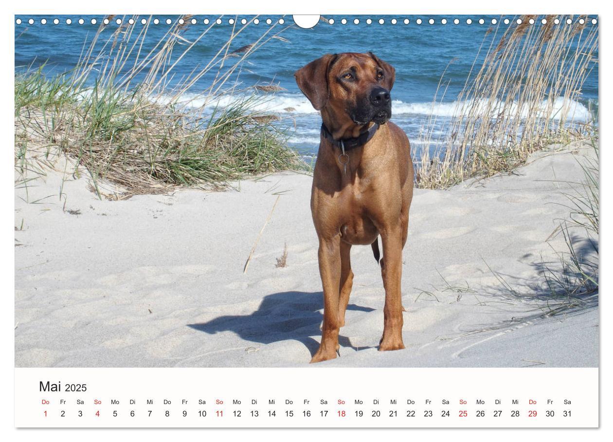 Bild: 9783435482351 | Rhodesian Ridgeback Schönheit aus Afrika (Wandkalender 2025 DIN A3...