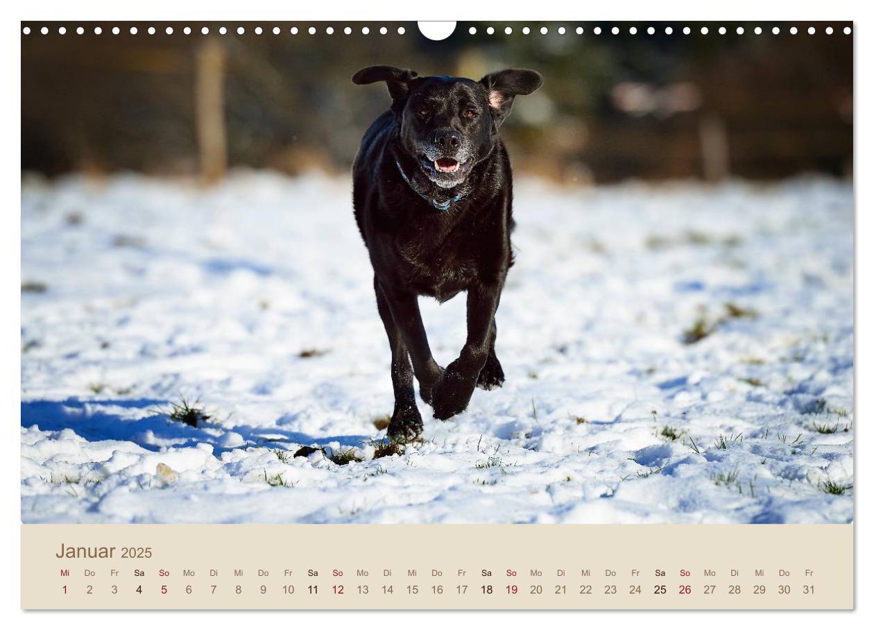 Bild: 9783435743223 | Labrador Retriever (Wandkalender 2025 DIN A3 quer), CALVENDO...