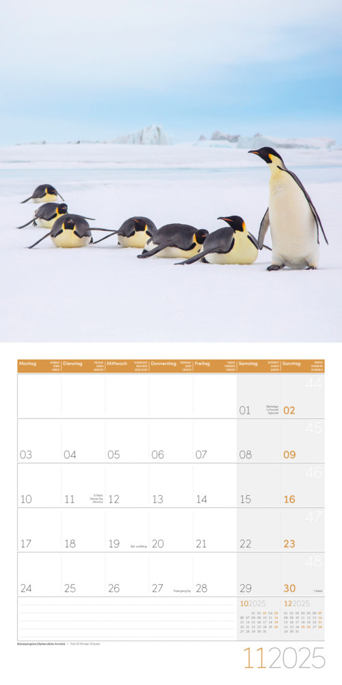 Bild: 9783838445250 | Pinguine Kalender 2025 - 30x30 | Ackermann Kunstverlag | Kalender