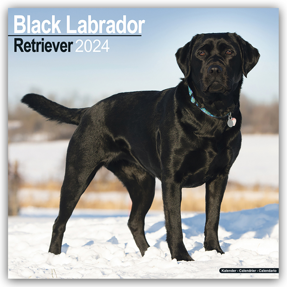 Cover: 9781804600603 | Black Labrador Retriever - Schwarzer Labrador 2024 - 16-Monatskalender