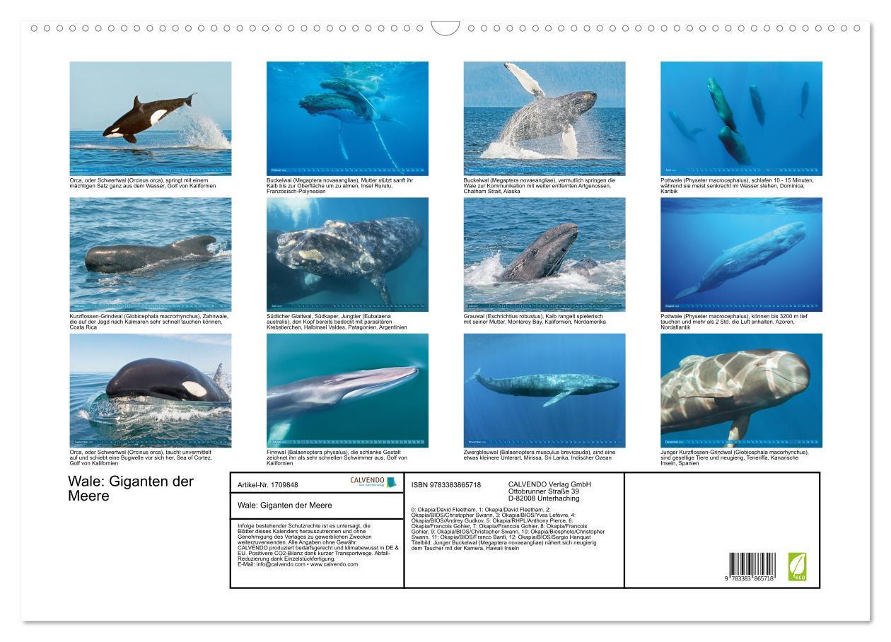 Bild: 9783383865718 | Wale: Giganten der Meere (Wandkalender 2025 DIN A2 quer), CALVENDO...