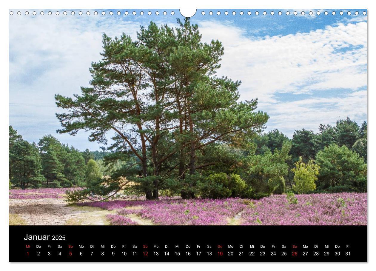 Bild: 9783435775415 | Lüneburger Heide (Wandkalender 2025 DIN A3 quer), CALVENDO...