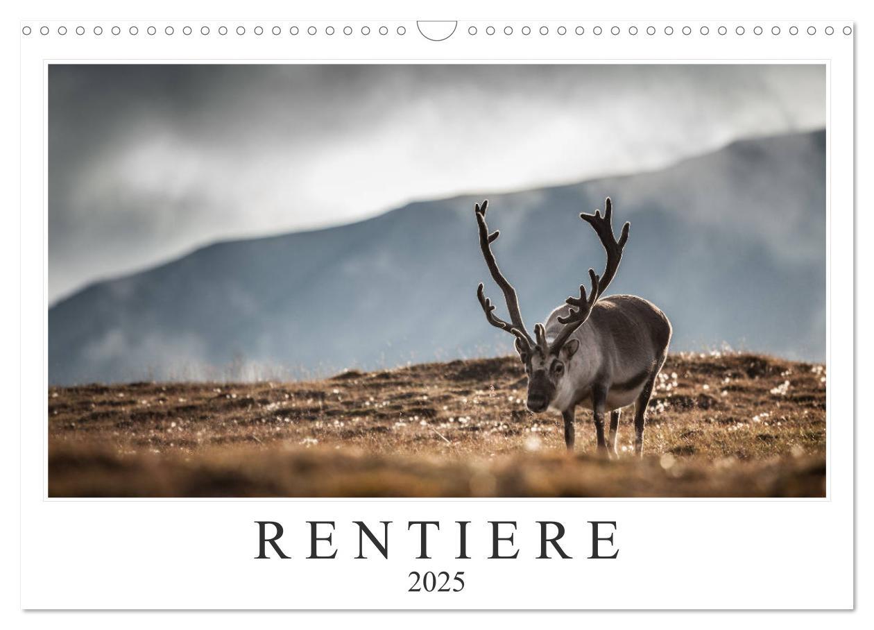 Cover: 9783435306671 | Rentiere (Wandkalender 2025 DIN A3 quer), CALVENDO Monatskalender