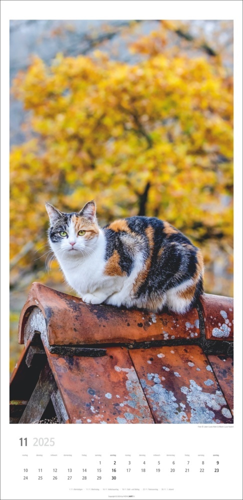 Bild: 9783839900567 | Katzen Kalender 2025 | Kalender | Spiralbindung | 14 S. | Deutsch