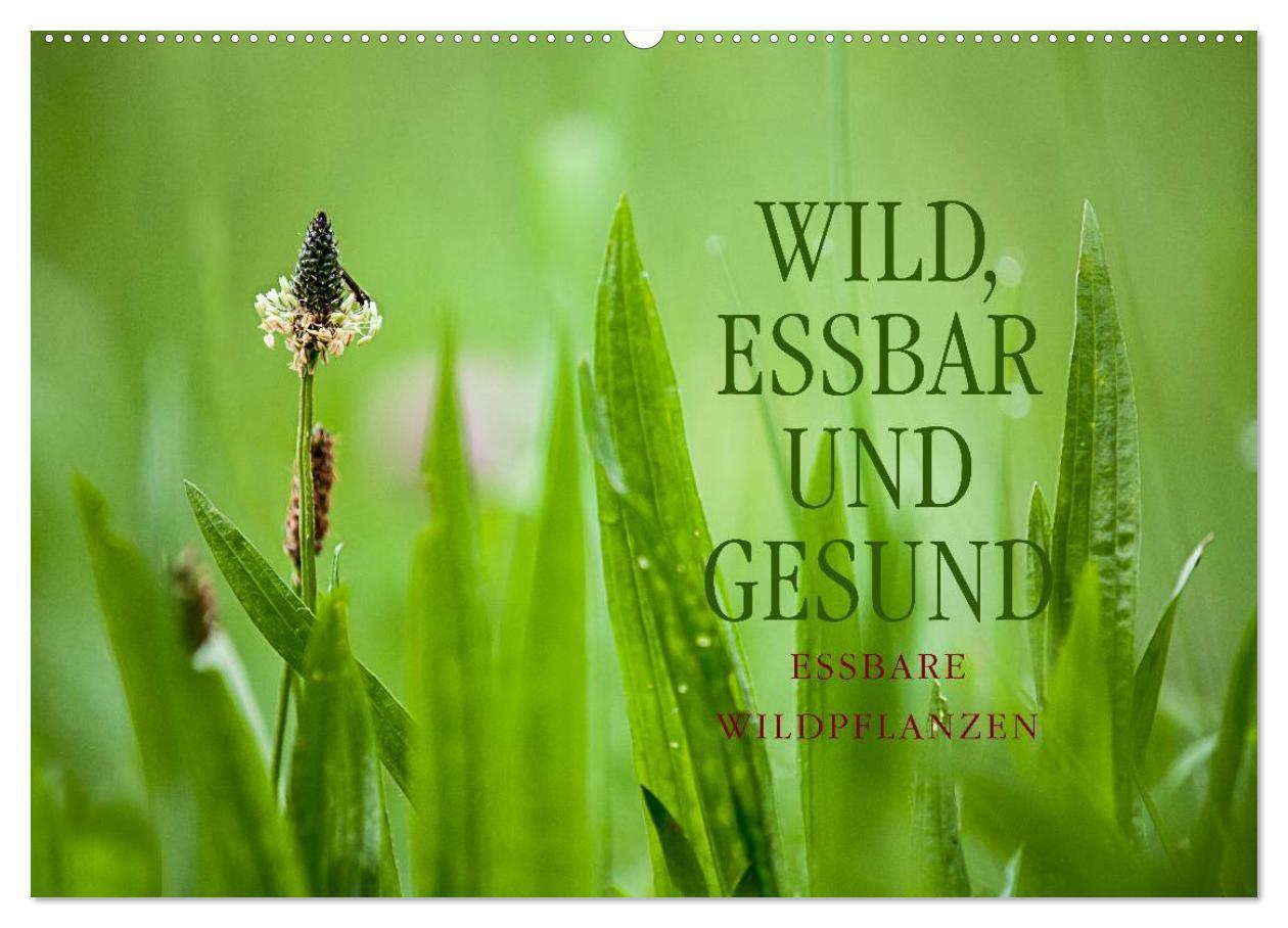 Cover: 9783435662128 | WILD, ESSBAR UND GESUND Essbare Wildpflanzen (Wandkalender 2025 DIN...