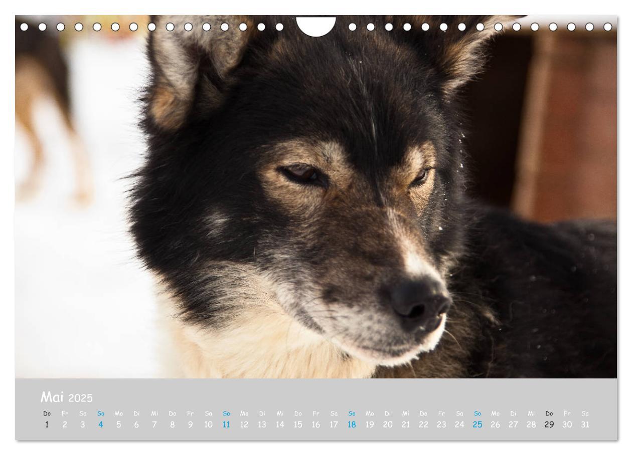 Bild: 9783435448890 | Alaskan Huskies (Wandkalender 2025 DIN A4 quer), CALVENDO...