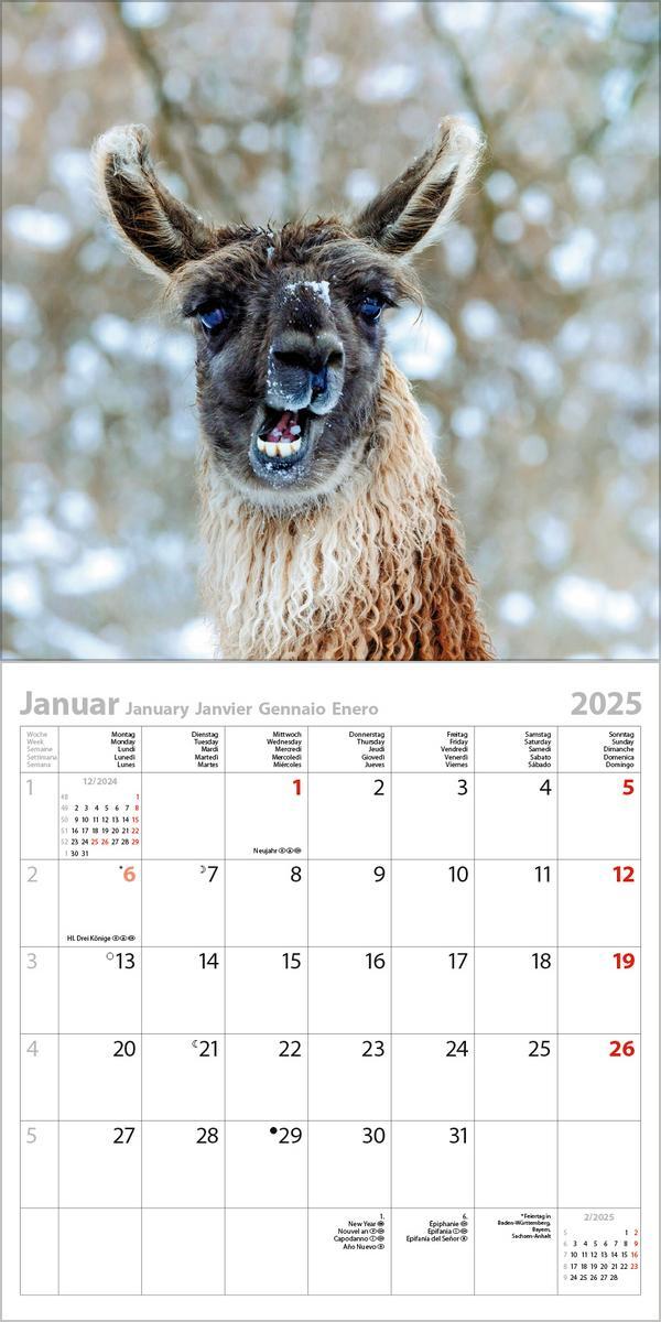 Bild: 9783731875581 | Alpakas und Lamas 2025 | Verlag Korsch | Kalender | 13 S. | Deutsch