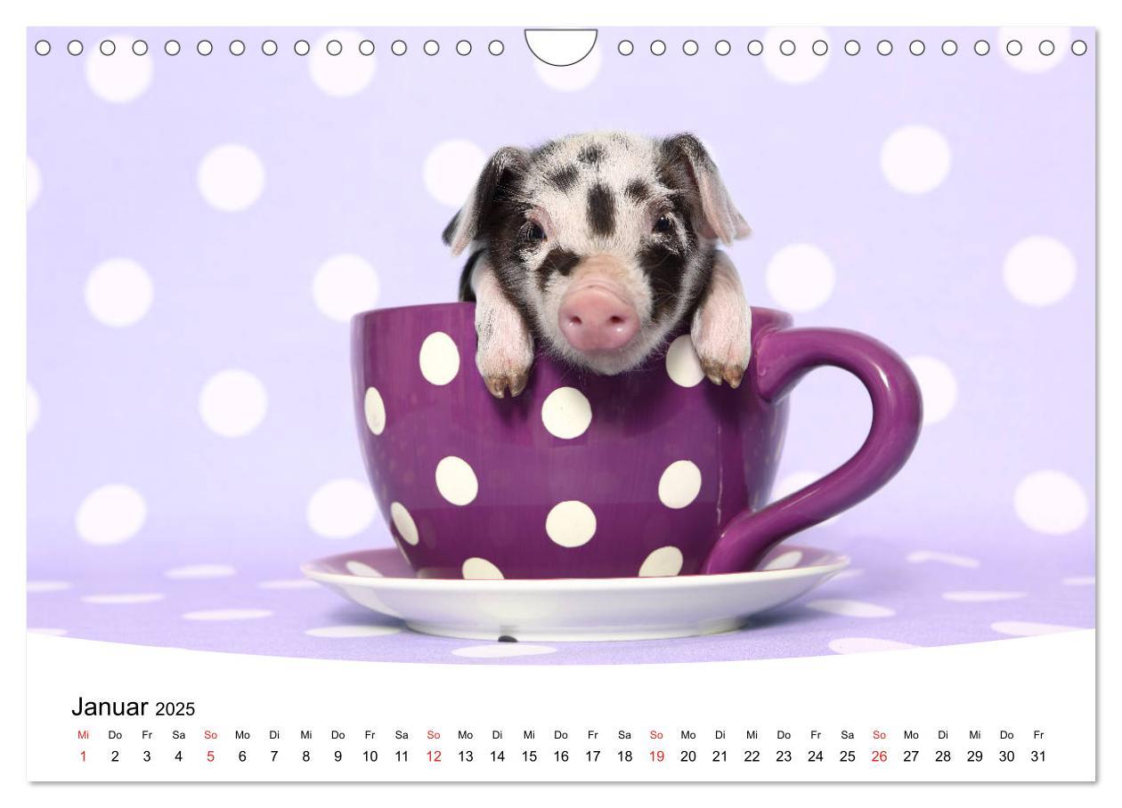 Bild: 9783435333943 | Niedliche Ferkel lovely piglets 2025 (Wandkalender 2025 DIN A4...