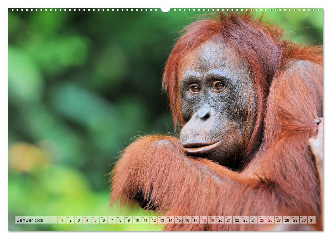 Bild: 9783435227280 | Orang Utans: Zu Besuch im Regenwald (Wandkalender 2025 DIN A2...