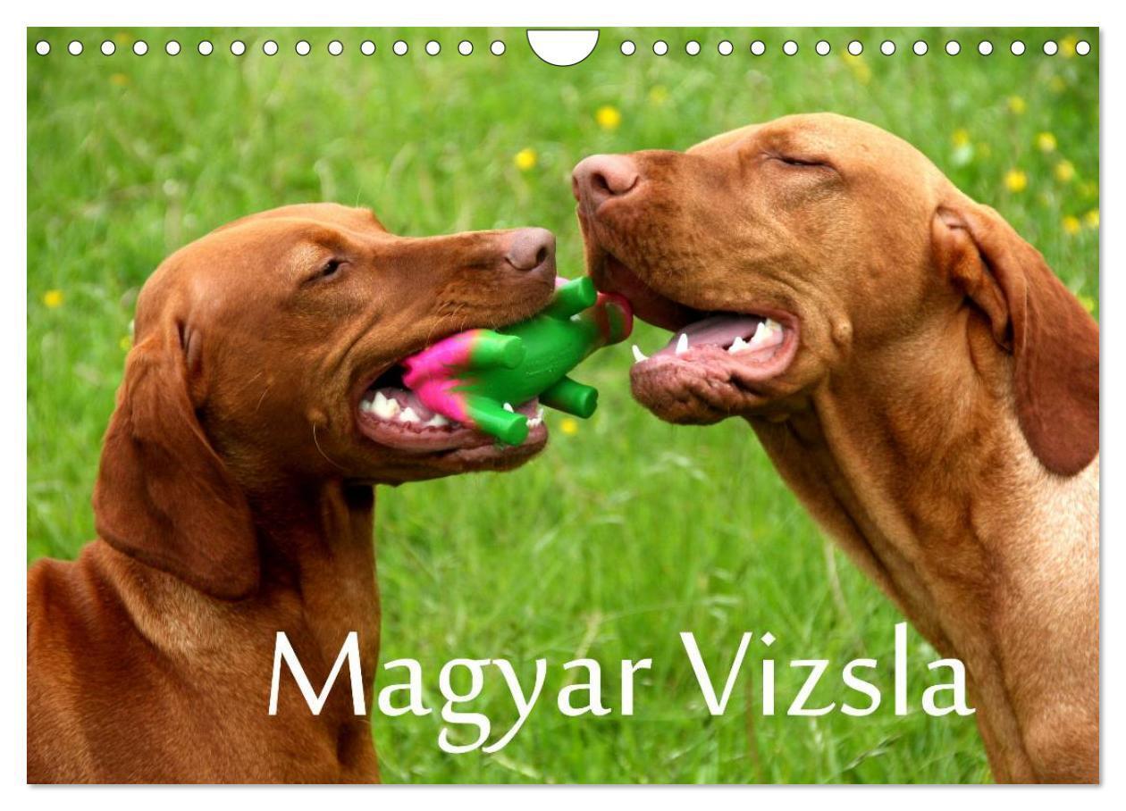Cover: 9783383557156 | Magyar Vizsla (Wandkalender 2024 DIN A4 quer), CALVENDO Monatskalender