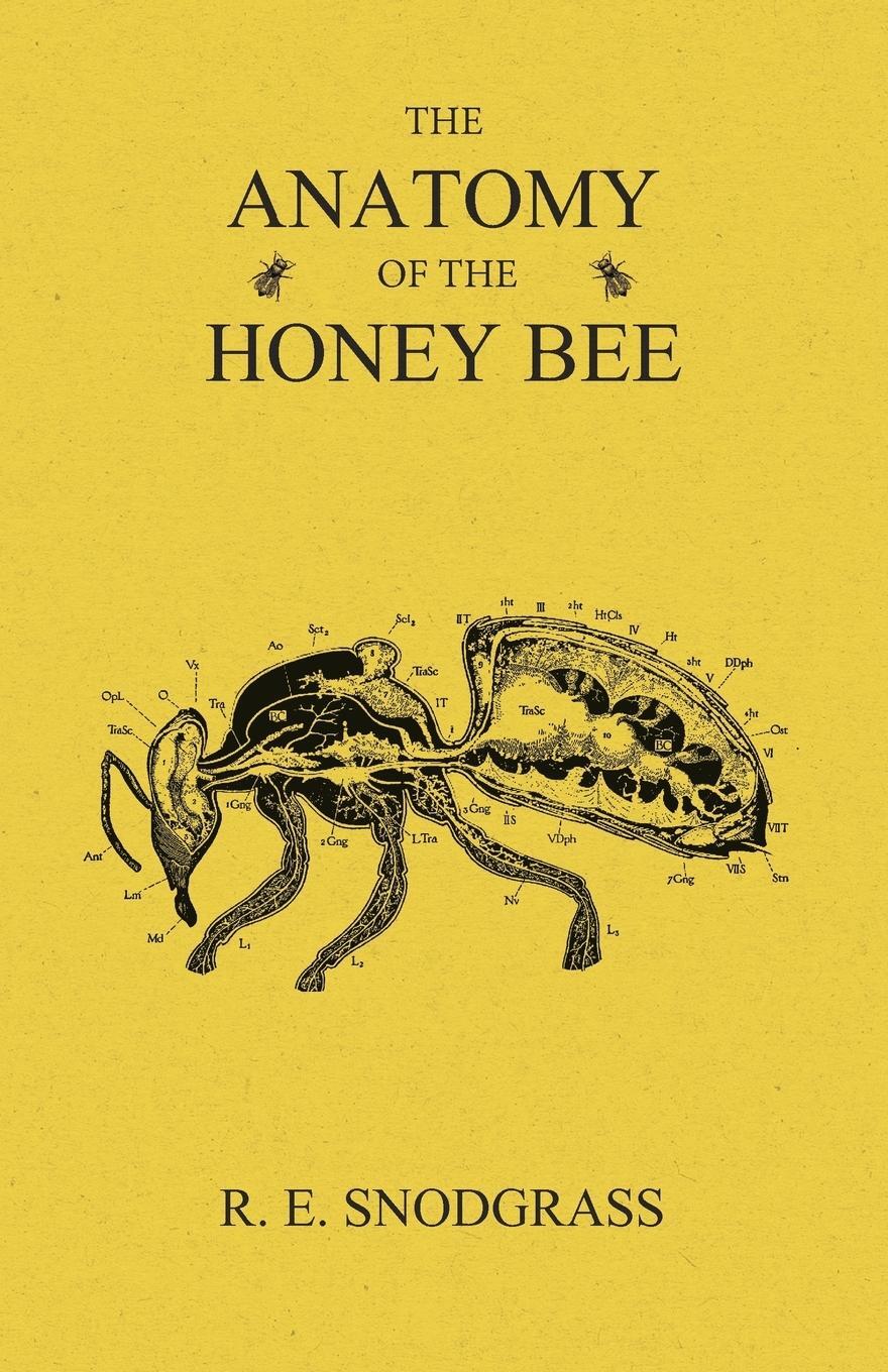 Cover: 9781473334236 | The Anatomy of the Honey Bee | R. E. Snodgrass | Taschenbuch | 2016