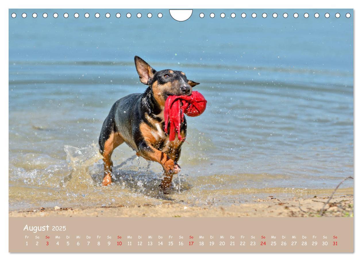 Bild: 9783435314577 | Einmal Bullterrier - immer Bullterrier (Wandkalender 2025 DIN A4...