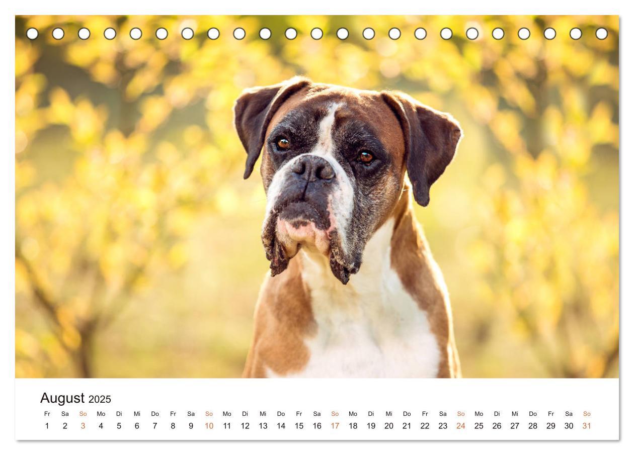 Bild: 9783435159253 | Deutscher Boxer (Tischkalender 2025 DIN A5 quer), CALVENDO...