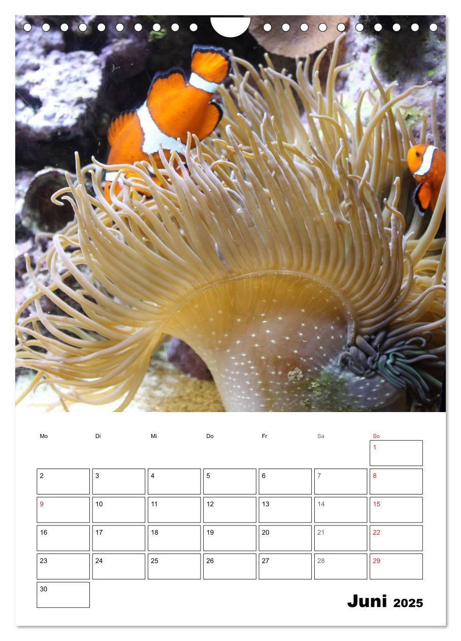 Bild: 9783457036006 | Zauberwelt. Fische, Korallen und Co. (Wandkalender 2025 DIN A4...