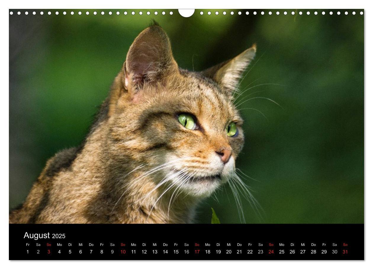 Bild: 9783435390991 | Wildkatzen - scheue Samtpfoten (Wandkalender 2025 DIN A3 quer),...