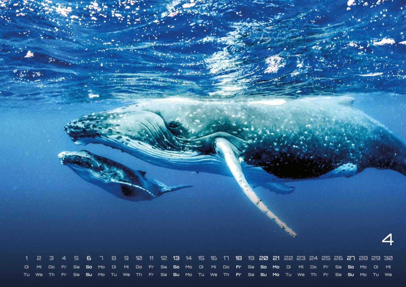 Bild: 9783986734299 | Sealife - verborgene Tiefen - 2025 - Kalender DIN A2 | GP-Fever.de